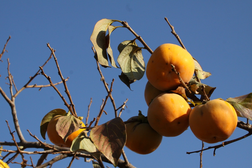 Cachi - Persimmon